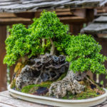 ５分で盆栽を語れるコラム「自然と不自然の調和-BONSAI-」①